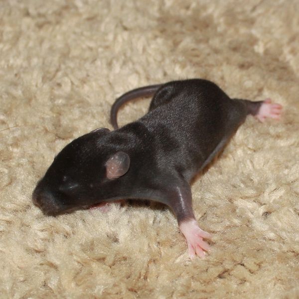 Black English Irish Standard male rat kitten