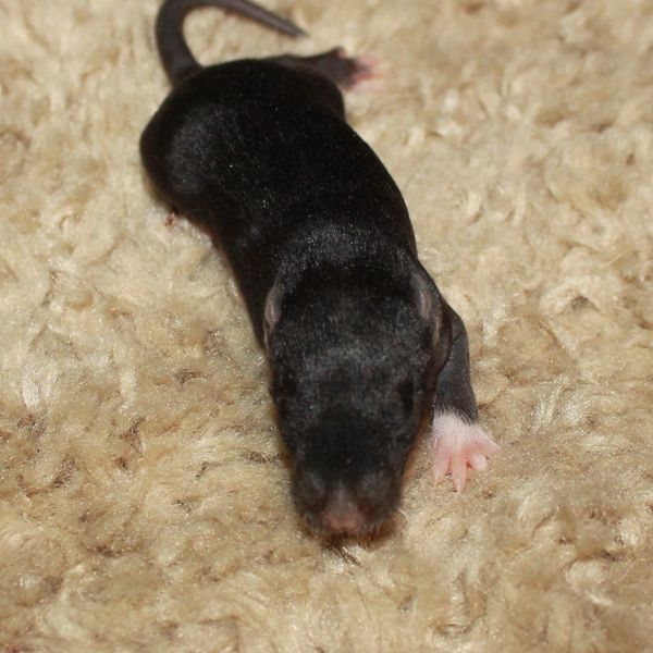 Black English Irish/Irish Standard female rat kitten