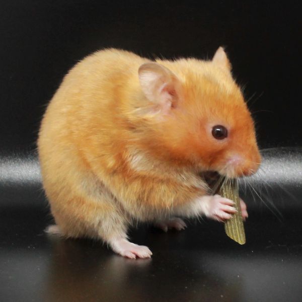 Cinnamon Satin Syrian Hamster female
