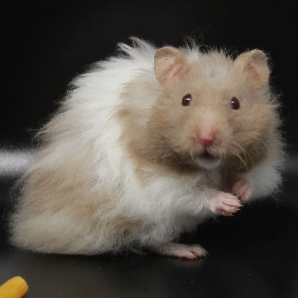 Dove Banded Rex Long Hair Syrian Hamster male