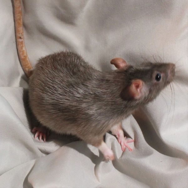 Black Berkshire Silvermane Standard female rat