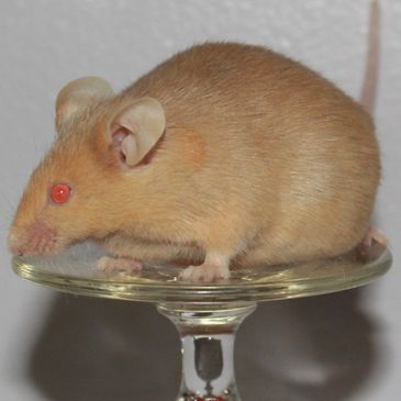 Argente Standard female mouse