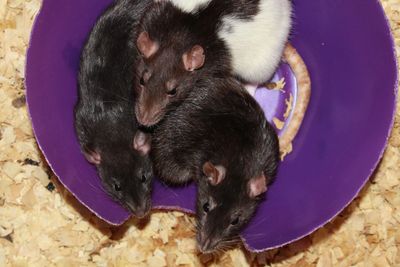 Rats in a bowl