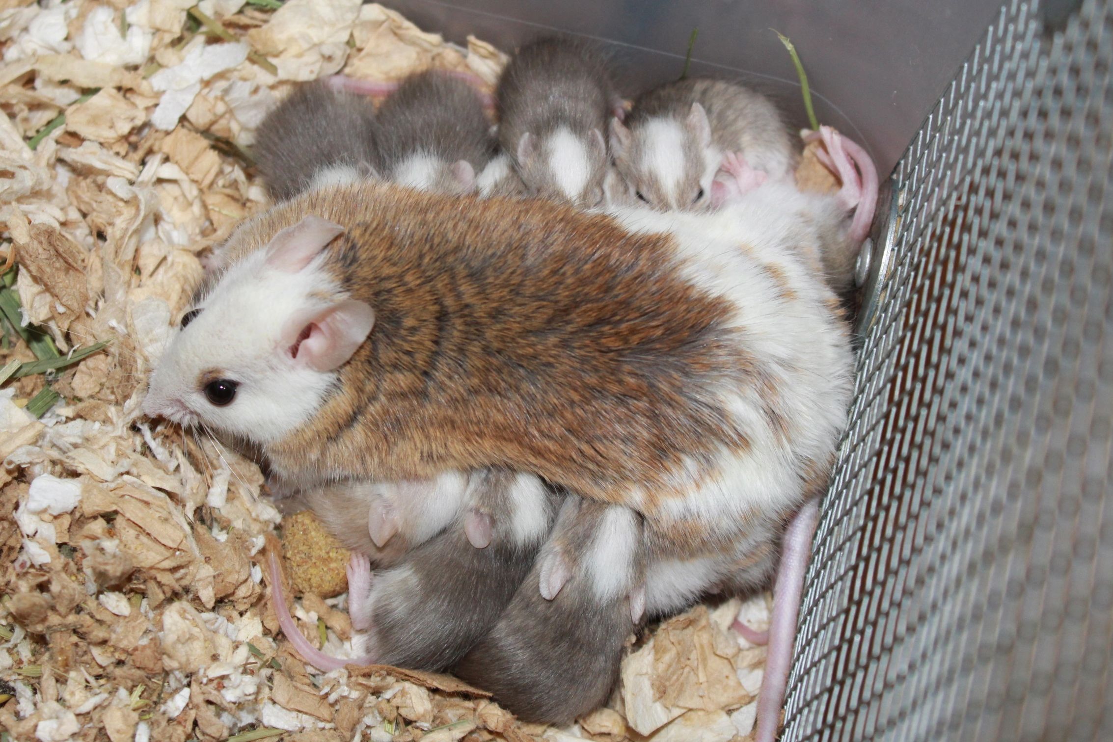 Cinnamon Pied African Soft-fur female and babies