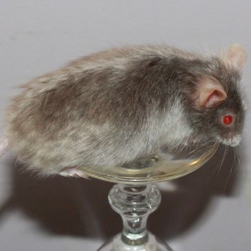 Silver Self Satin Angora male mouse