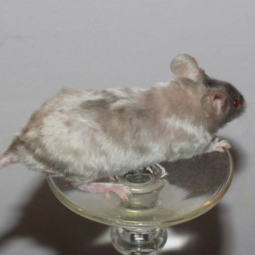 Siamese Splashed Rex Manx female mouse