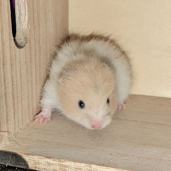 Black-eyed Cream Banded Long Hair Syrian Hamster baby