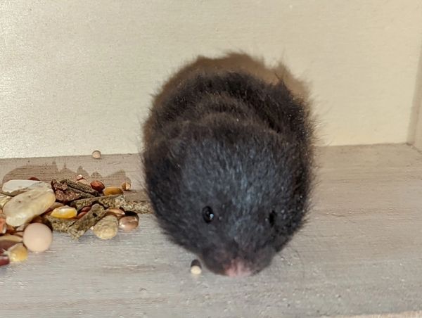 Black Long Hair Syrian Hamster baby
