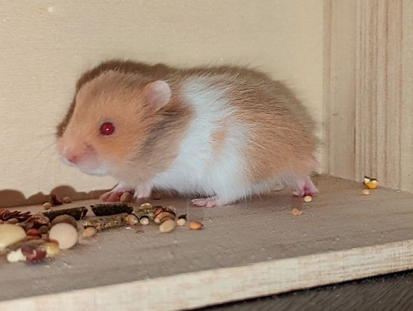 Cinnamon Banded Long Hair Syrian Hamster