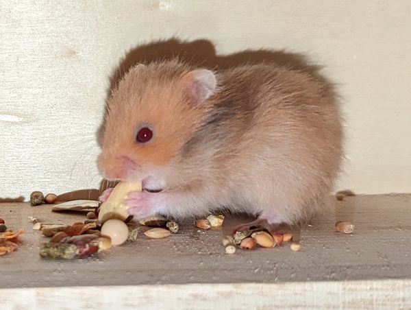 Cinnamon Long Hair Syrian Hamster baby