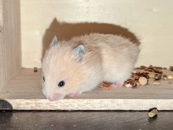 Black-eyed Cream Long Hair Syrian Hamster baby
