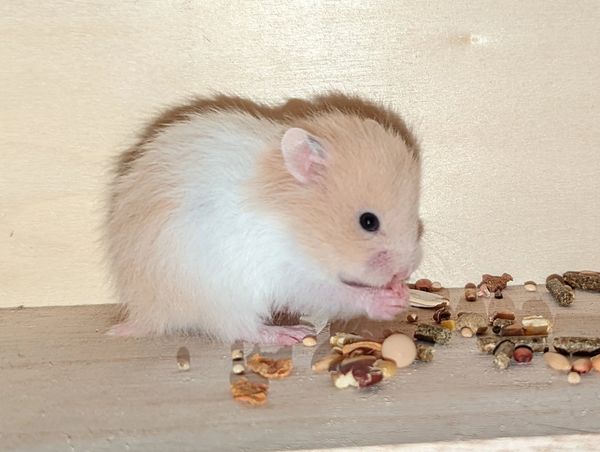 Black-eyed Cream Banded Syrian Hamster baby