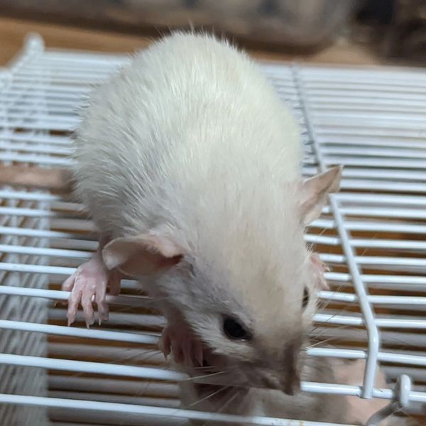 Black-eyed Siamese Variegated Dumbo female Dwarf rat