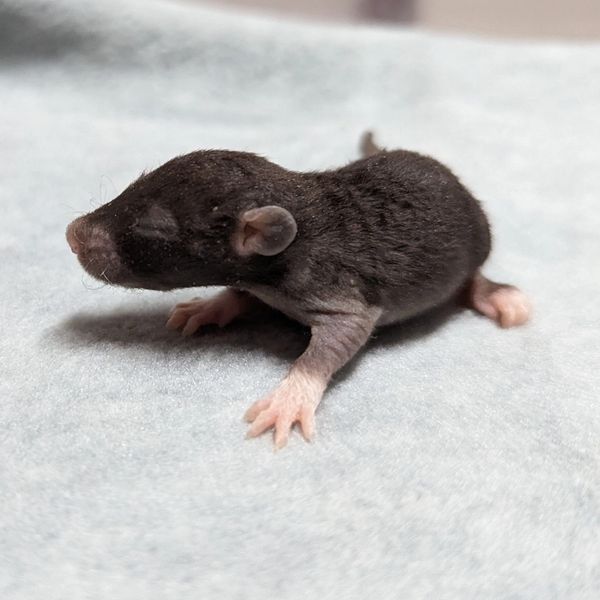 Black Berkshire Rex Dumbo male rat baby