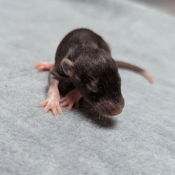 Black Berkshire male rat baby