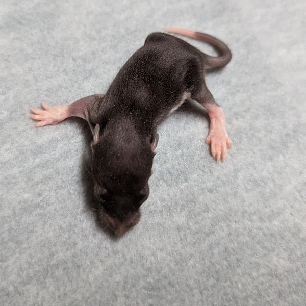 Black Berkshire Standard male rat baby