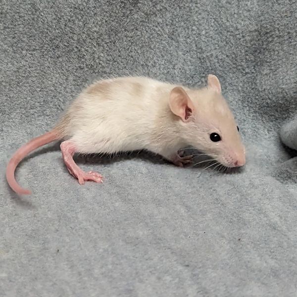 Black-eyed Siamese Variegated Standard female rat baby