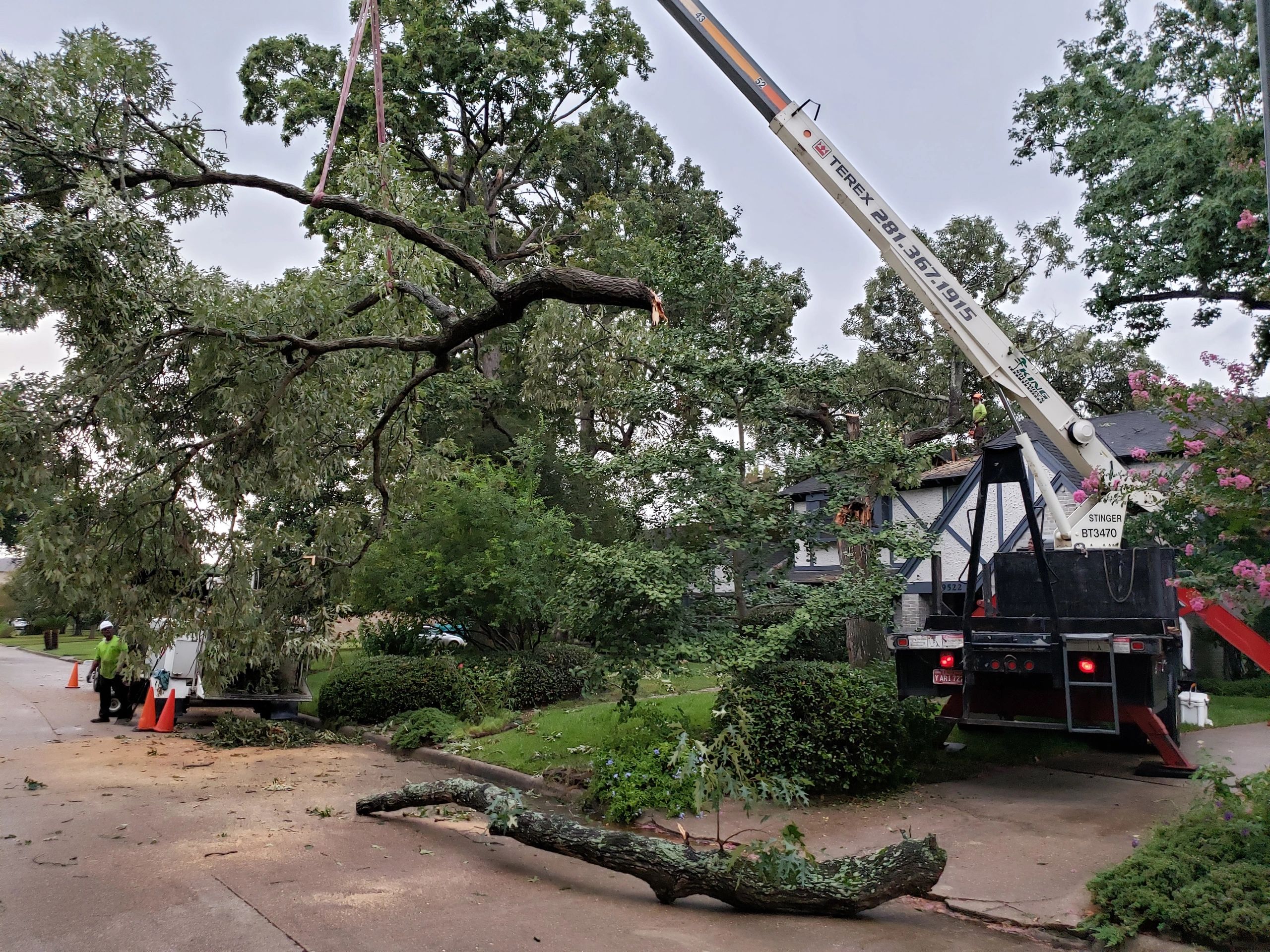 KING SOLOMONS TREE SERVICE DBA logo