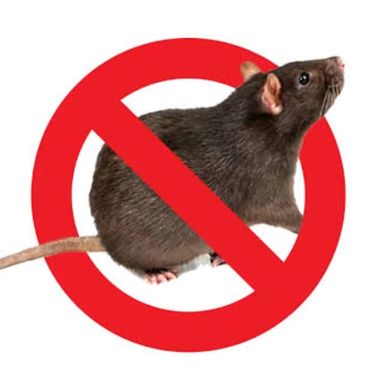 rat treatment