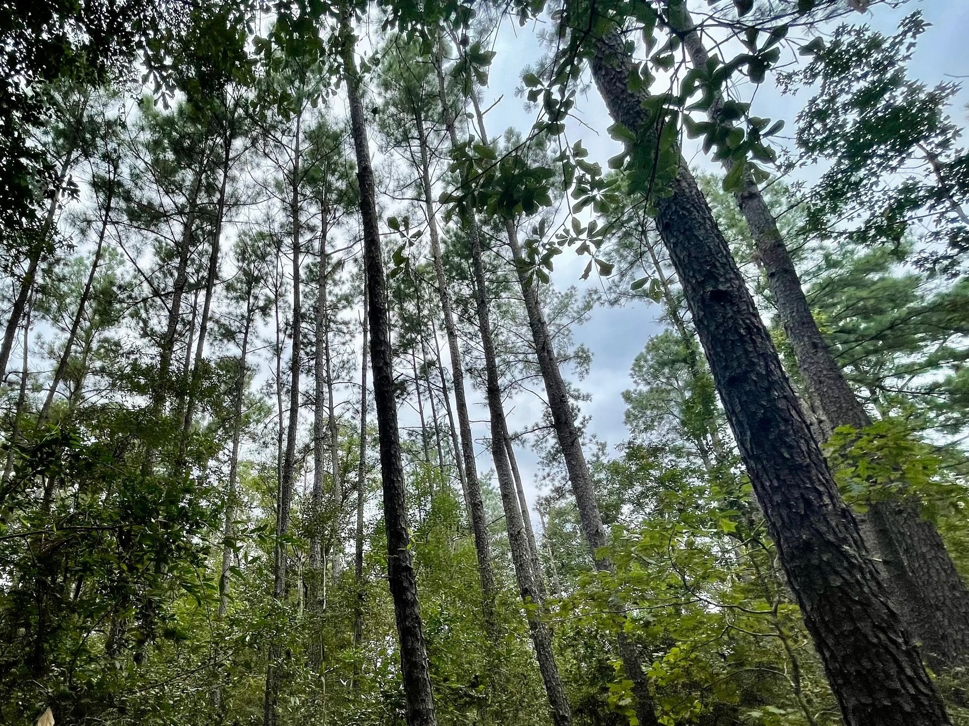 TexasRealEstate.org
Texas Real Estate Investing in Land, Commercial, and Residential Properties