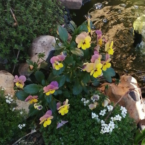 Nature, beareavement, loss