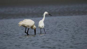 Observer les oiseaux de la Baie de Somme avec la calèche de Jacky qui vous emmène au milieu de la Ba
