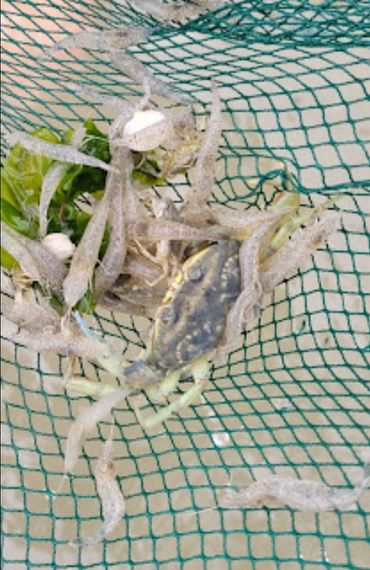 Des crevettes et crabes dans les pousseux pagaiesetbaluchons