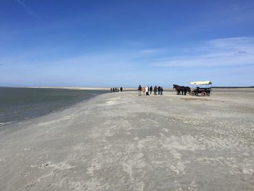 excursions en calèche avec Jacky sur la plage du Crotoy en Baie de Somme