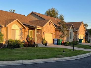 New maple trees planted in 2023.