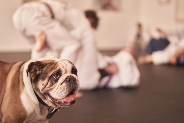 BJJ Canberra Rogue BJJ Best BJJ Martial Arts Training Self Defence Classes Brazilian Jiu-jitsu