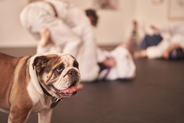 Rogue BJJ Canberra Brazilian Jiu Jitsu  Jiu-jitsu Martial Arts Lyneham Fitness Self Defence Gym MMA