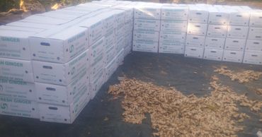 Stacks of white boxes labeled 'Fresh Ginger' with loose ginger roots on the ground.