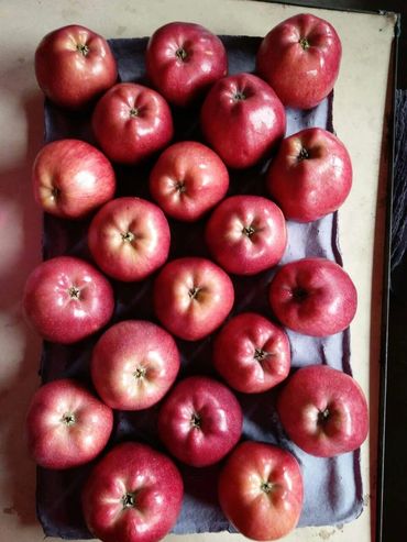 Tray of fresh red apples arranged neatly.