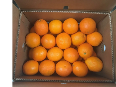 A box filled with fresh oranges neatly arranged inside a cardboard container.