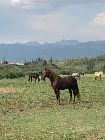 Rocky Mountain Hourse