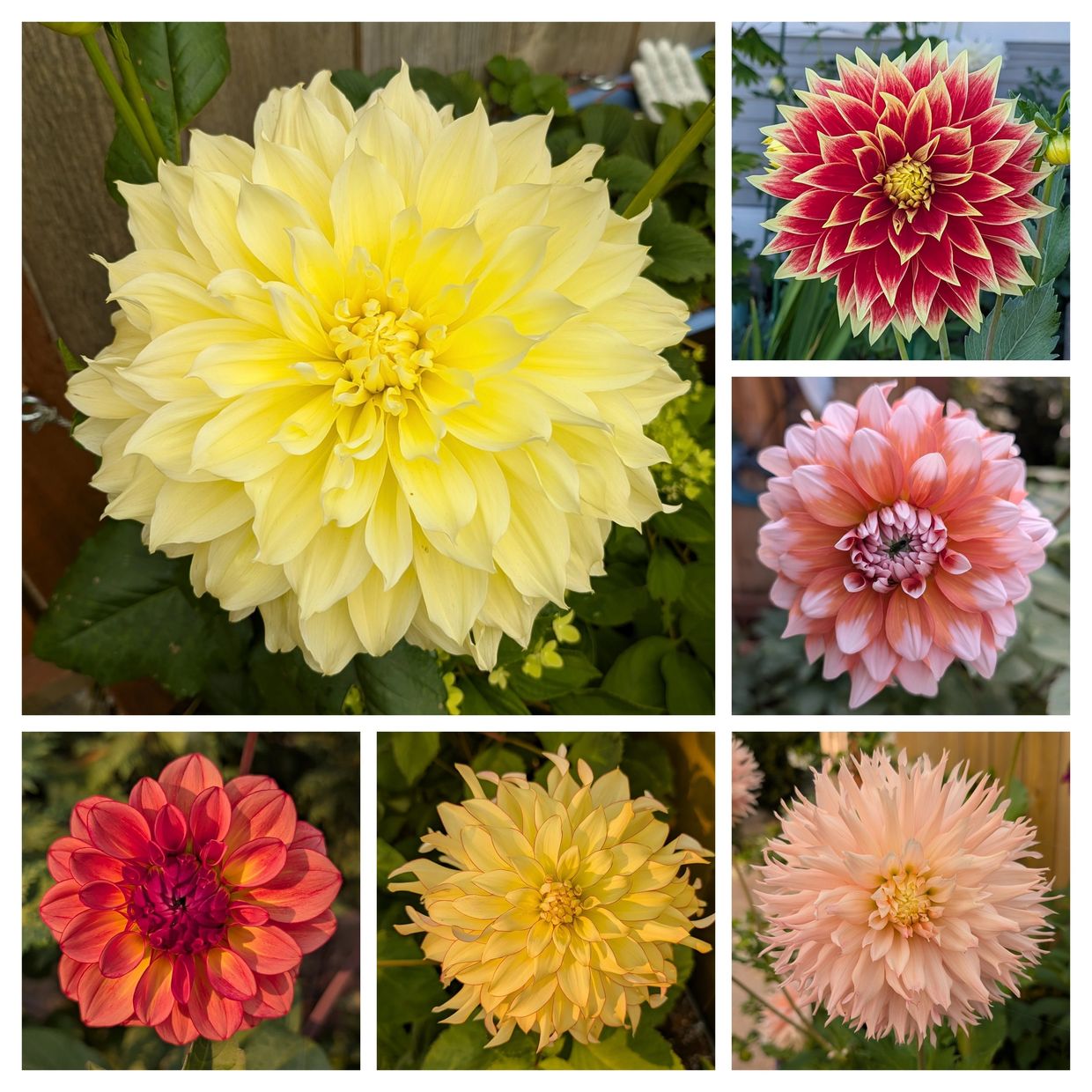 A vibrant collage of six diverse and colorful dahlia flowers in full bloom.