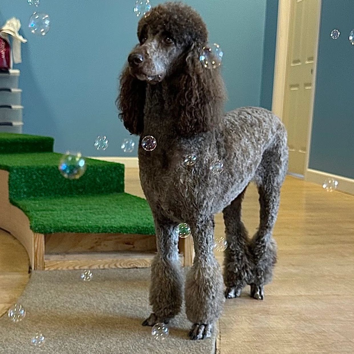 A black poodle standing indoors surrounded by bubbles.