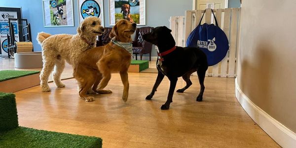 dog boarding play area Jackson TN
