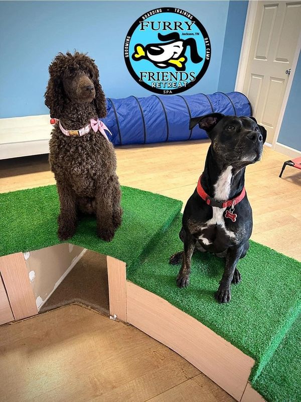 Two dogs sitting on a green platform at a pet retreat.