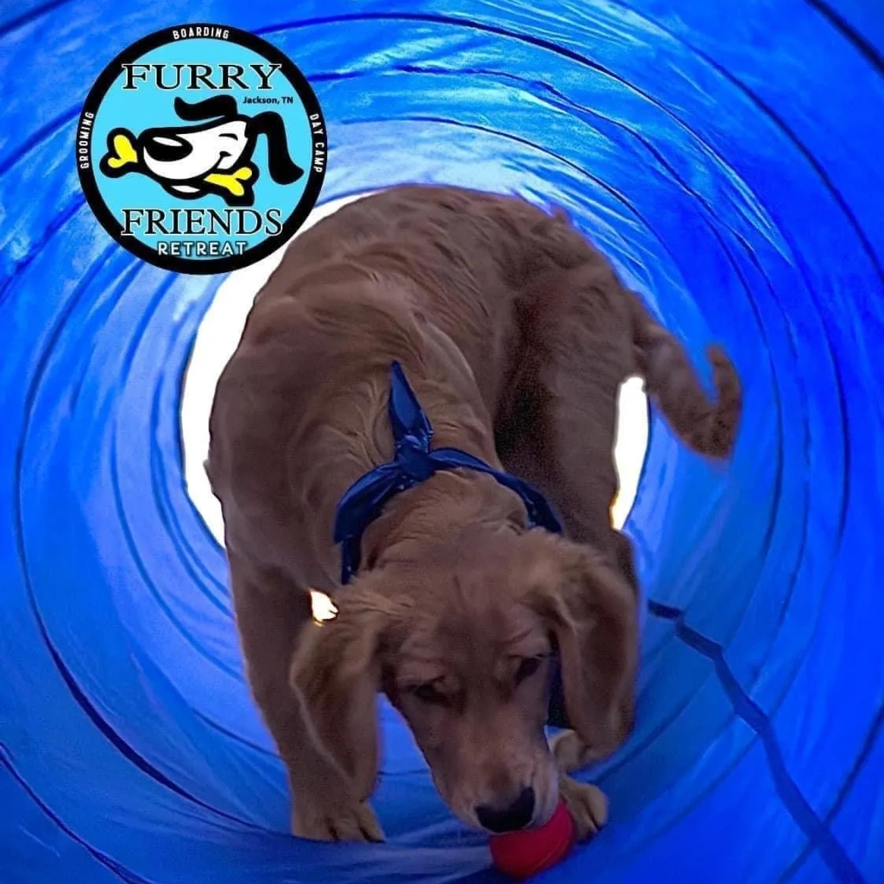dog-boarding-jackson-tn-furry-friends.jpg