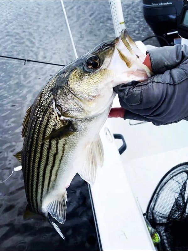 Capt. Gary Dubiel striped bass Neuse River New Bern NC
