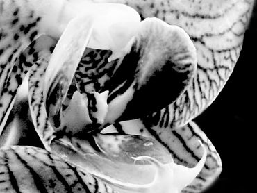 Black & White & Stripes