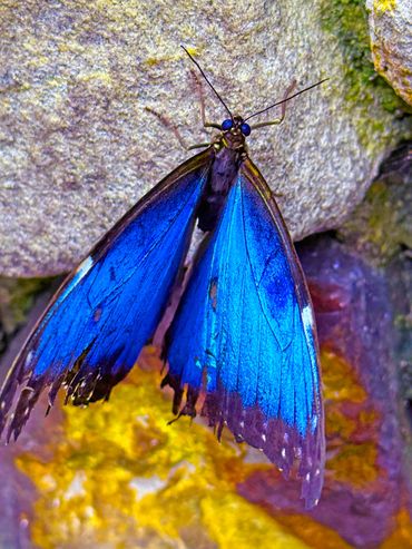 Blue Butterfly Resting