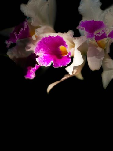 White Purple Bugle Bundle