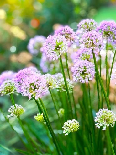 Morning Garlic Flowers Light