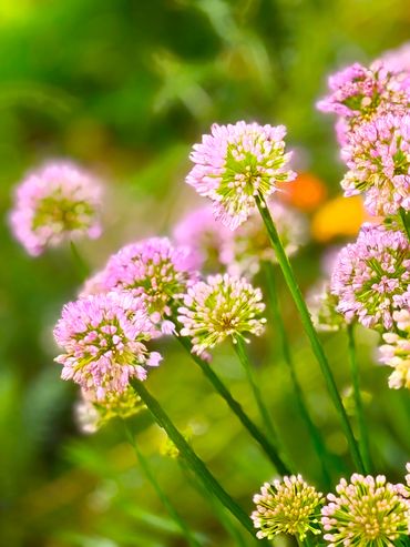 Morning Garlic Flowers