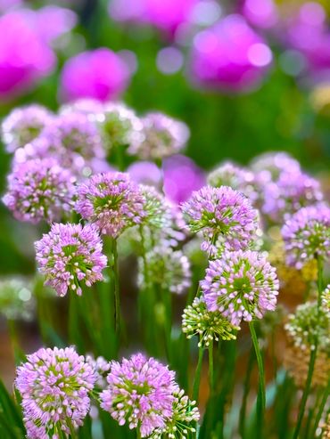 Garlic Flowers Purple