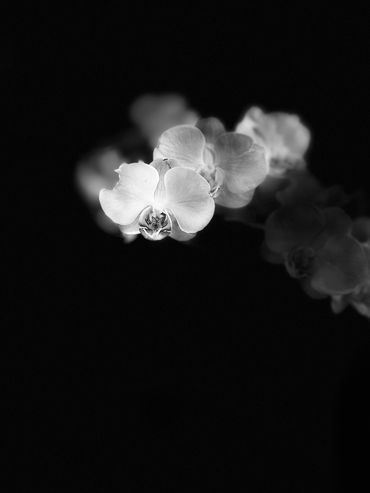 Orchid Ghosts