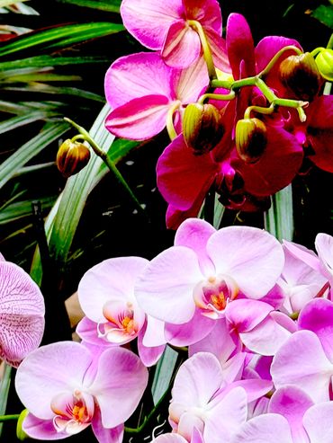 Rainforest of Orchids