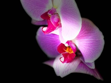 Purple Orchid Huddle